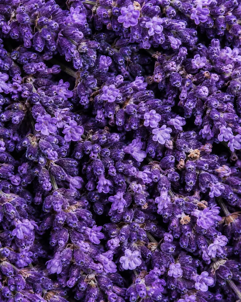 Lavanda